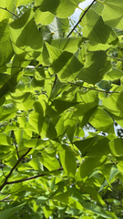 Celtis occidentalis