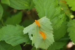 Triphragmium ulmariae
