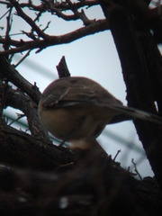 Mimus saturninus
