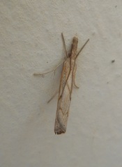 Pediasia contaminella