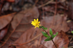 Heliopsis novogaliciana