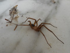 Filistata insidiatrix