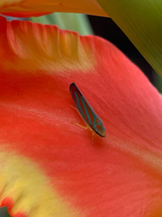 Graphocephala idonea