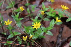 Heliopsis novogaliciana