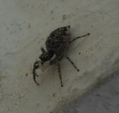 Menemerus semilimbatus