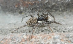 Menemerus semilimbatus