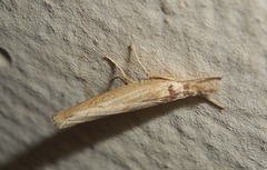 Pediasia contaminella