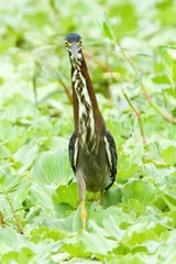 Butorides virescens image