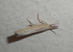 Pediasia contaminella