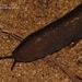 Tropical Leatherleaf Slug - Photo (c) i_c_riddell, some rights reserved (CC BY), uploaded by i_c_riddell