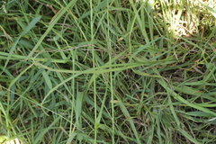 Ustilago neocopinata