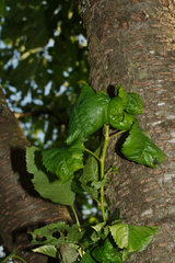 Myzus cerasi
