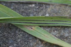 Ustilago neocopinata