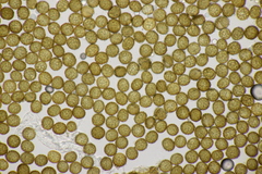 Ustilago neocopinata