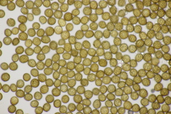 Ustilago neocopinata