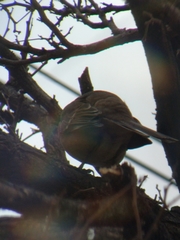 Mimus saturninus