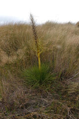 Aciphylla subflabellata