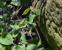 Alypiodes bimaculata