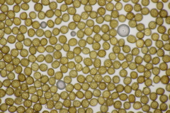 Ustilago neocopinata