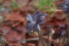 Psacalium poculiferum