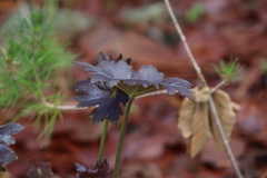 Psacalium poculiferum