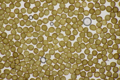 Ustilago neocopinata