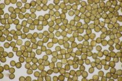 Ustilago neocopinata