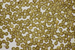 Ustilago neocopinata