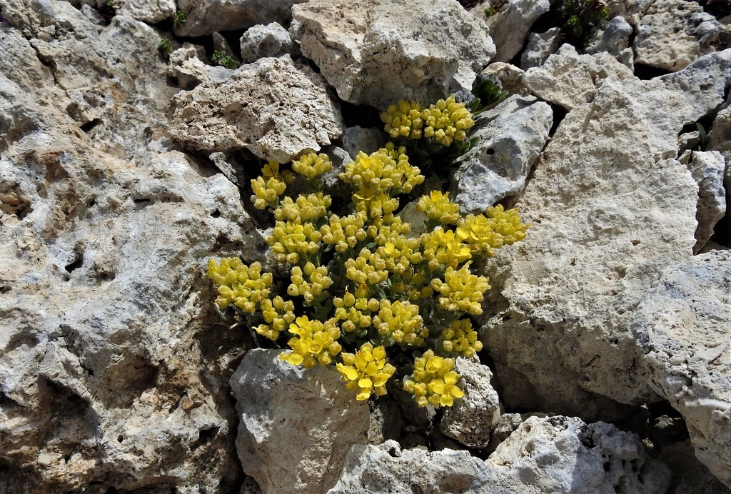 Alyssum cuneifolium