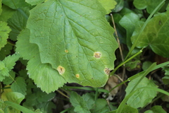 Puccinia opizii