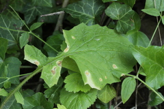Puccinia opizii