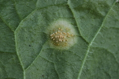 Puccinia opizii