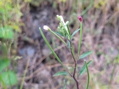 Epilobium lanceolatum