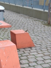 Passer domesticus