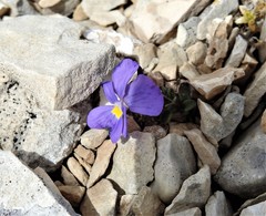 Viola magellensis