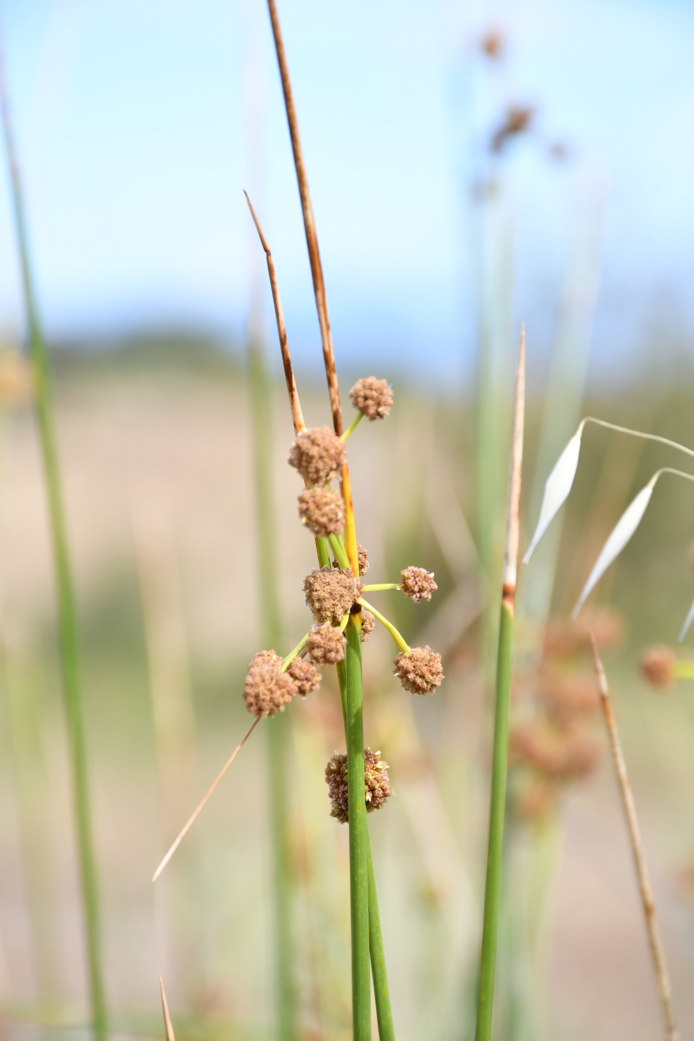 Scirpoides holoschoenus