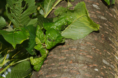 Myzus cerasi