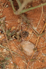 Chondrodactylus angulifer