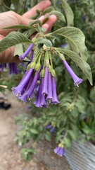 Iochroma