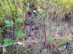Epilobium lanceolatum