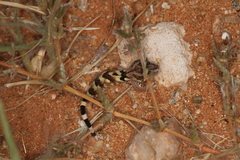 Chondrodactylus angulifer