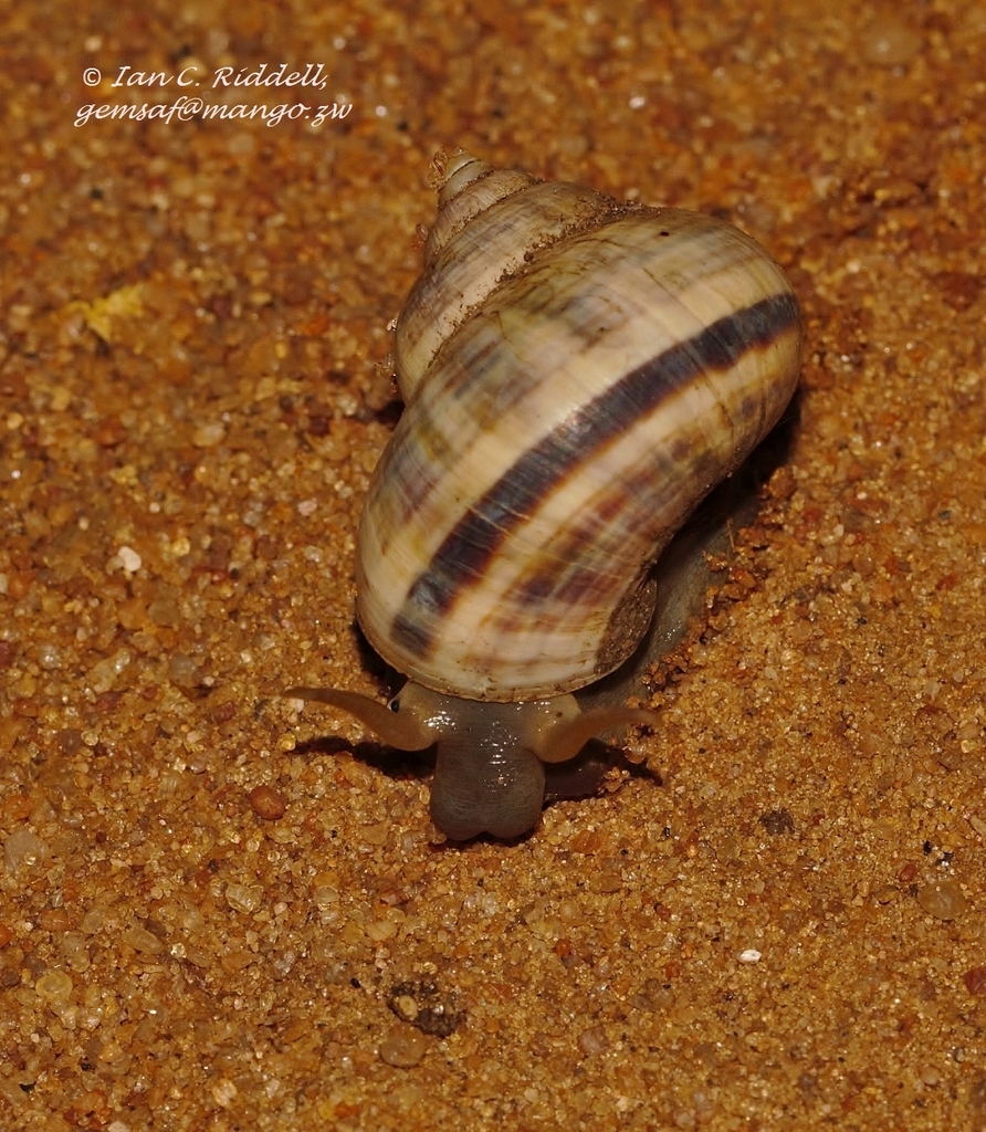 Tropidophora anceps