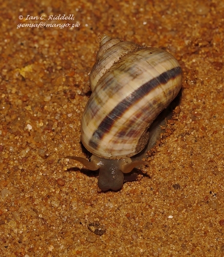 Tropidophora anceps
