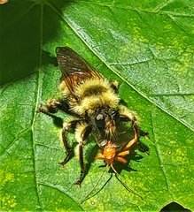 Laphria sacrator