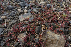 Epilobium microphyllum