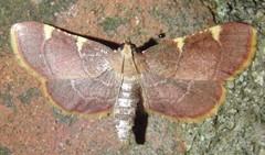 Hypsopygia olinalis