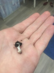 Leucocoprinus ianthinus