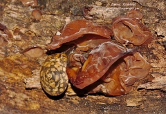 Trochonanina