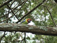 Platycercus eximius eximius