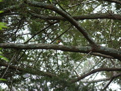 Platycercus eximius eximius